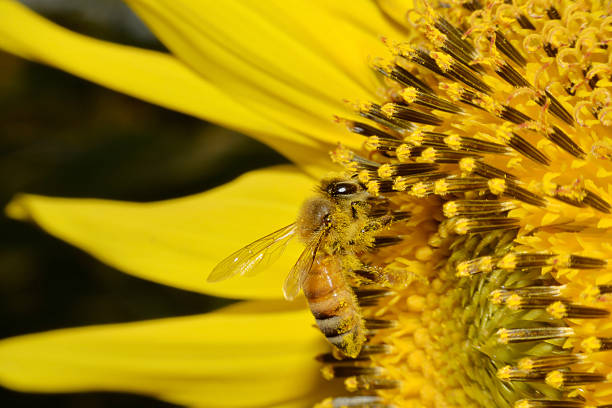 istock Bees feed from flowers and mix carpel. 507209008