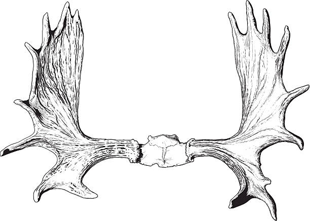 elk antlers elk antlers with the skull. between the blank space for text background of a doe deer stock illustrations