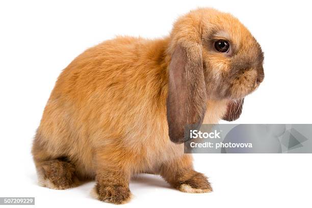 오랑주 토끼 갈색에 대한 스톡 사진 및 기타 이미지 - 갈색, 귀여운, 동물
