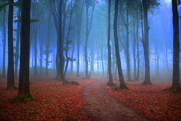 istock Mysterious blue fog into the forest 507209782