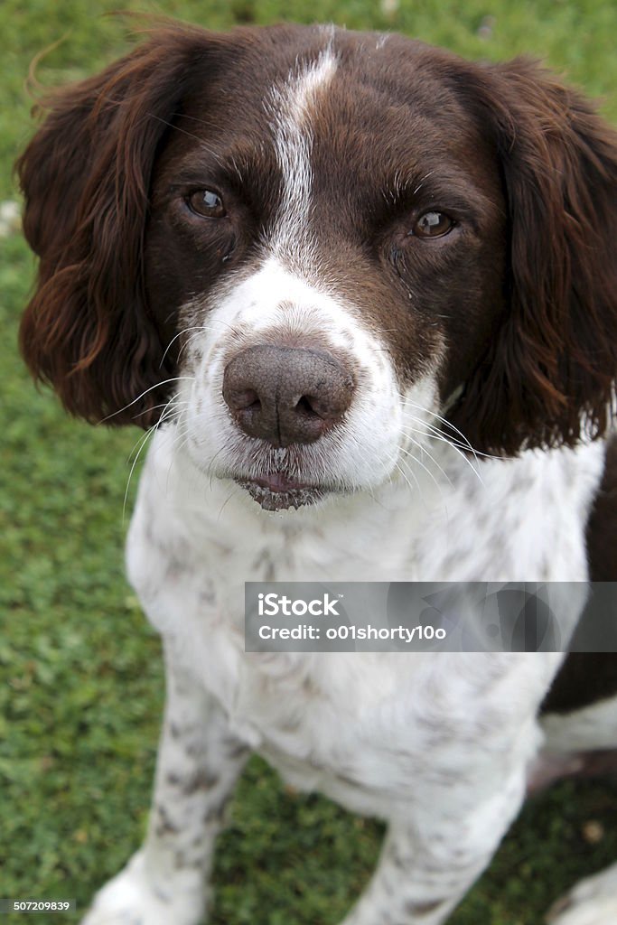 Sam graves - Foto de stock de Animal libre de derechos