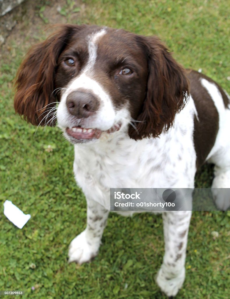 Sam Sonriendo - Foto de stock de Animal libre de derechos