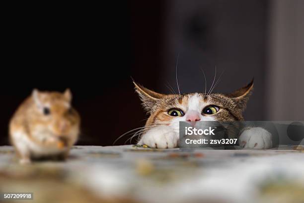 Gato Jugando Con Pequeño Gerbo Ratón Sobre Tabla Foto de stock y más banco de imágenes de Gato doméstico - Gato doméstico, Animales cazando, Ratón - Animal