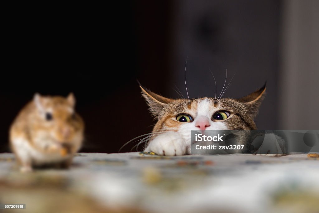Cat playing with little gerbil mouse on thetable Cat playing with little gerbil mouse on the table.  Russia. Domestic Cat Stock Photo
