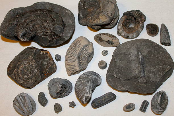istock Fossil collection - North Yorkshire Coast, ammonites sea lily 507209969