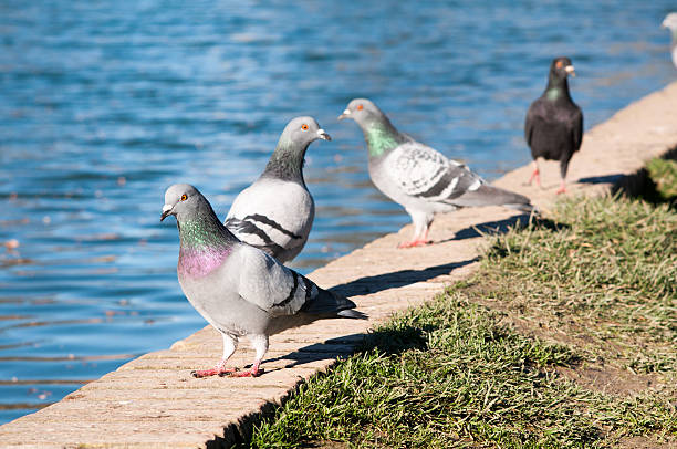 istock pigeons near water 507210020