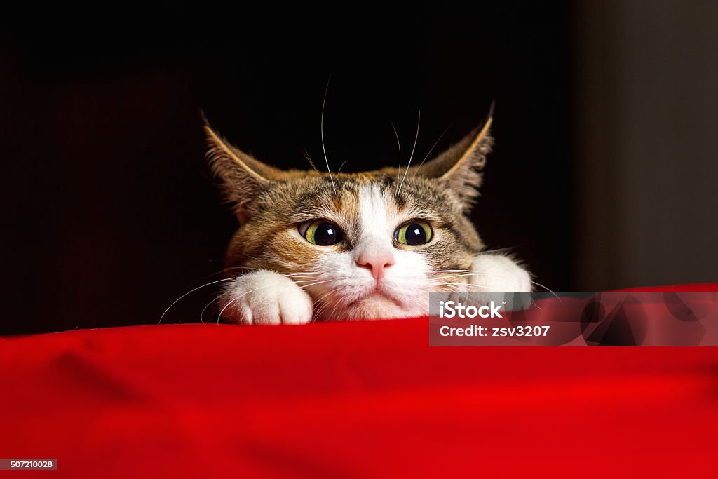 Closeup expressive cat with big eyes and his ears crouched Closeup expressive ginger cat with big eyes and his ears crouched before throwing on red table. Russia. Domestic Cat Stock Photo