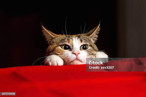 Closeup Expressive Cat With Big Eyes And His Ears Crouched Stock Photo - Download Image Now