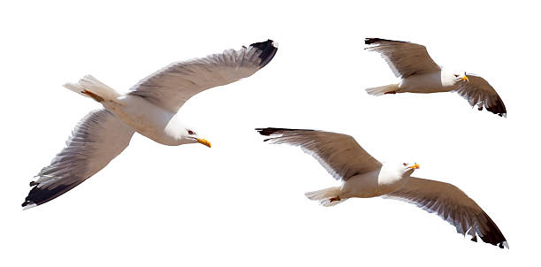 istock Set of flying seagulls. Isolated over white 507210127