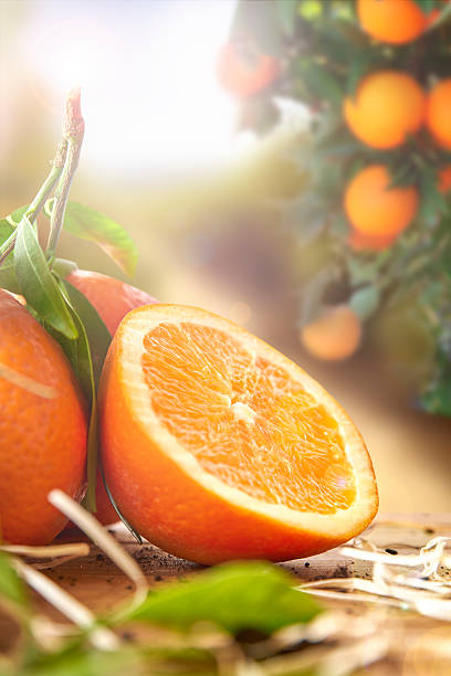 istock Group of oranges and section close up in field 507211716