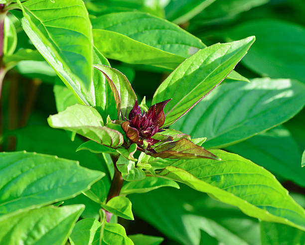 istock green  thai basil in garden 507212233