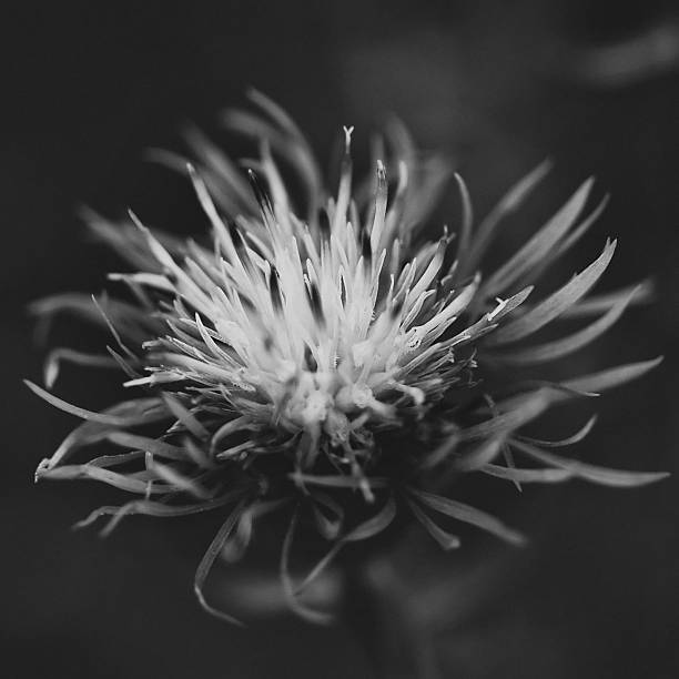 istock close up flower in black and white 507212695