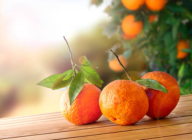 istock Three freshly picked oranges on a wooden table in field 507212958