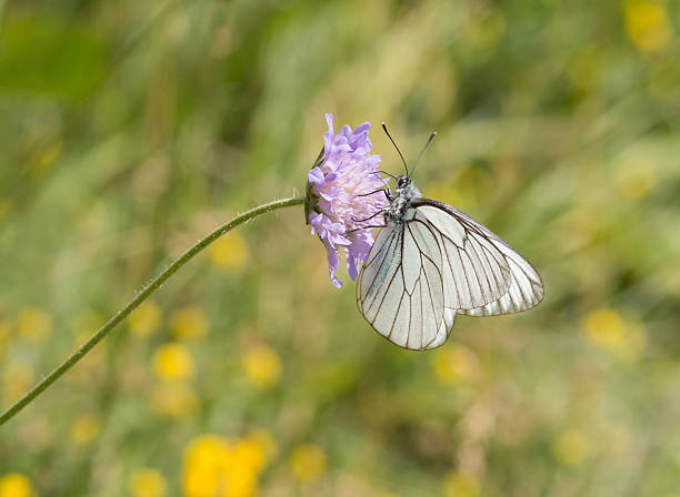 istock Aporia crataegi the Black-veined White 507213489