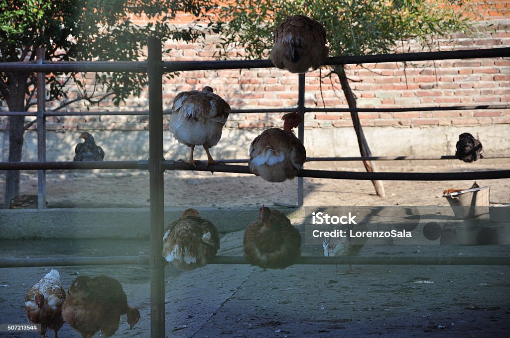 chickens in hen house hen house in a farm with chickens at rest Agriculture Stock Photo