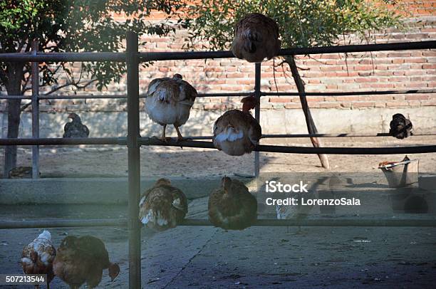 Chickens In Hen House Stock Photo - Download Image Now - Agriculture, Animal, Animal Body Part