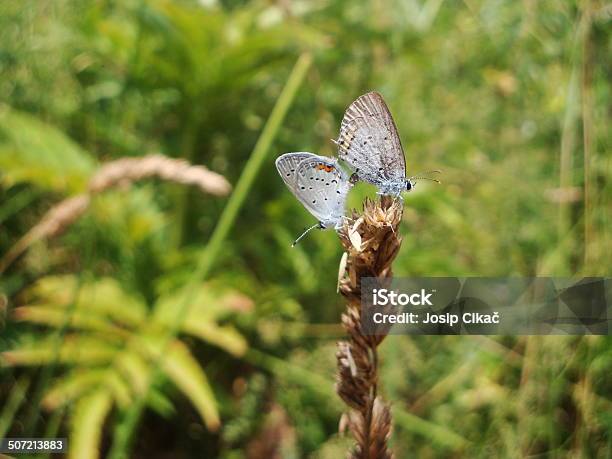 Butterflies Multiplying Stock Photo - Download Image Now - Agricultural Field, Animal, Animal Body Part