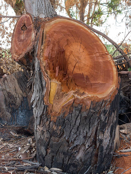 Sezione di Tronco d'albero - foto stock