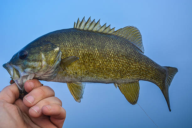 istock Bass in a fog 507214664
