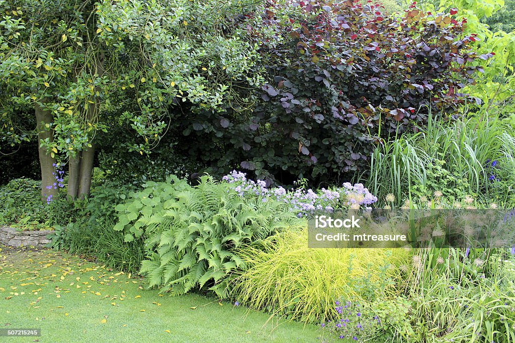 Shady garden border with ferns, grasses, campanula, purple hazel, lawn Photo showing a shady flower border in the corner of a garden, planted with ferns, grasses, campanula (harebell), purple hazel (corylus maxima Purpurea) and hardy geraniums.  The neatly mown lawn of fine green grass edges the flowerbed. Yard - Grounds Stock Photo
