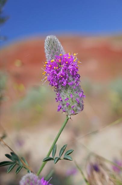 istock Flower with Painted Hills in Background 507215309
