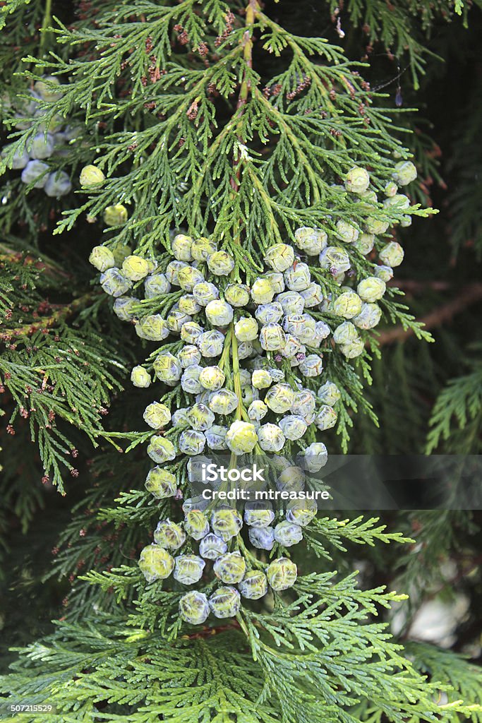 Image of conifer seeds / fresh seeds growing on cypress tree Photo showing some green conifer seeds / balls / cones growing on the branch of a large cypress (chamaecyparis / cupressus) tree. Cypress Tree Stock Photo