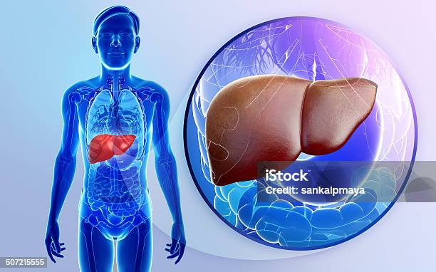Male Liver Anatomy Stock Photo - Download Image Now - Abdomen, Anatomy, Aorta