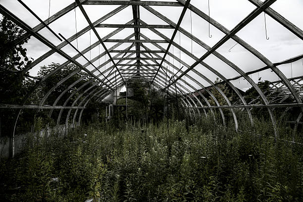 istock Overgrown abandoned greenhouse 507215793