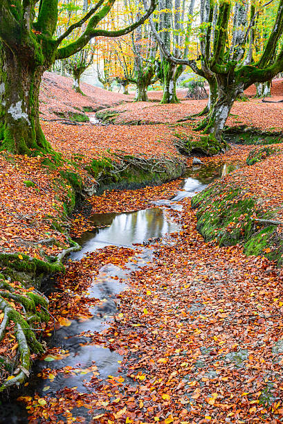 istock Otzarreta beech forest, Gorbea Natural Park, Bizkaia (Spain) 507215898