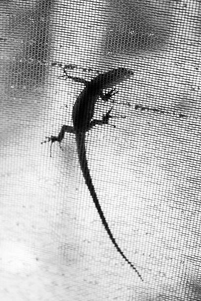 istock Black lizard silhouette on a curtain 507215958