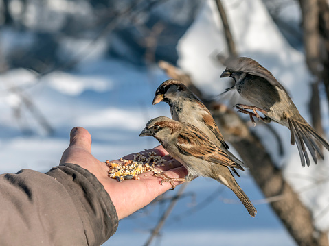 house sparrow (Passer domesticus) is a bird of the sparrow family Passeridae