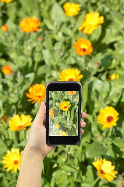 istock Taking photo on smart phone concept. 507218040