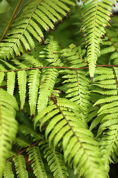 istock East Asian Tree Fern - Dicksoniaceae 507218602