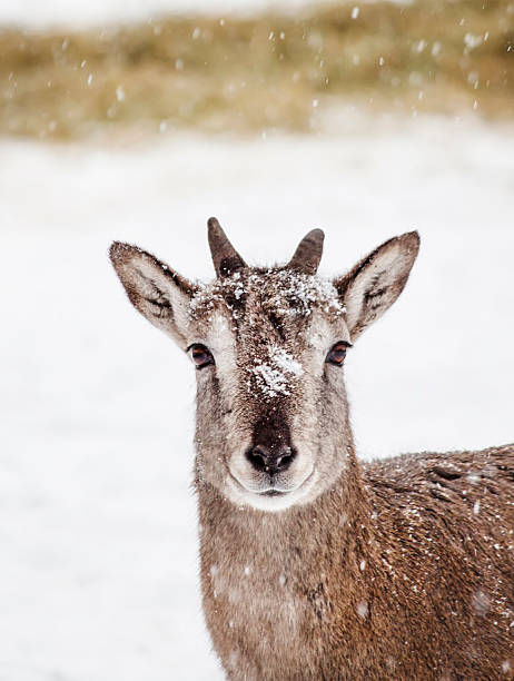 istock Wild blue sheep  Pseudois nayaur 507218686