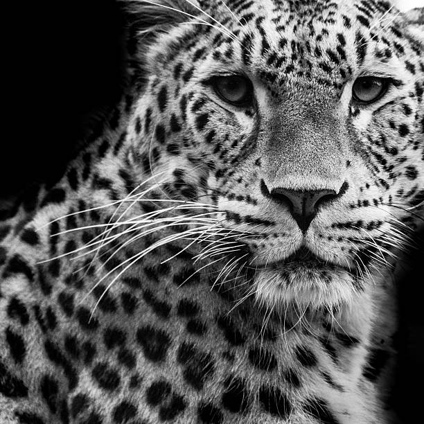 istock Portrait of a leopard in black and white 507219432