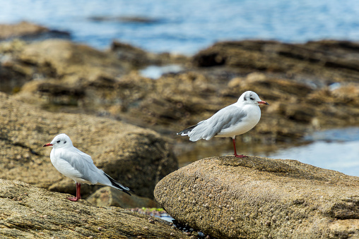 A pair of seagulls standing on the rocky coast of Brittany.