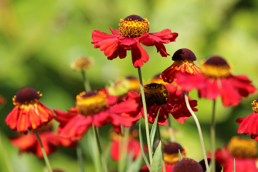 Close-up photo showing the petals from helenium flowers (variety: Helenium 'Red Jewel') in a herbaceous border, on a sunny summer's day.  This popular garden perennial is also referred to as Sneezeweed, Bitterweed and Helen's Flower.