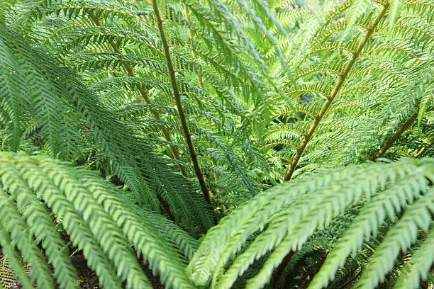 Photo showing lush green, tropical tree fern leaves (Latin name: dicksonia antarctica).  The treefern is growing in a bog garden, in a sheltered, partially shaded position, and is pictured in the summer.