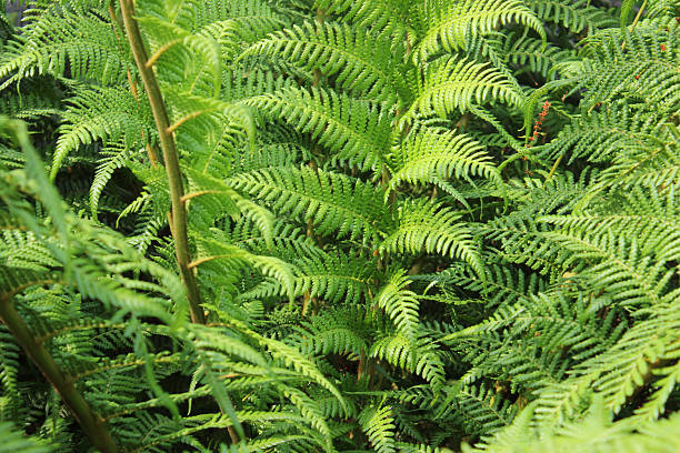 istock Image of tree fern / treefern growing in bog-garden (dicksonia antarctica) 507236537