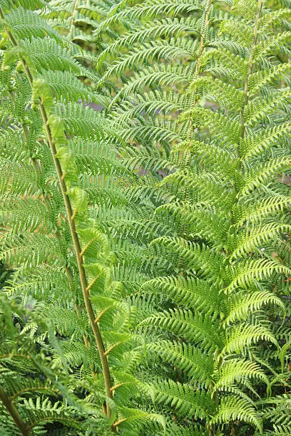 Photo showing lush green, tropical tree fern leaves (Latin name: dicksonia antarctica).  The treefern is growing in a bog garden, in a sheltered, partially shaded position, and is pictured in the summer.