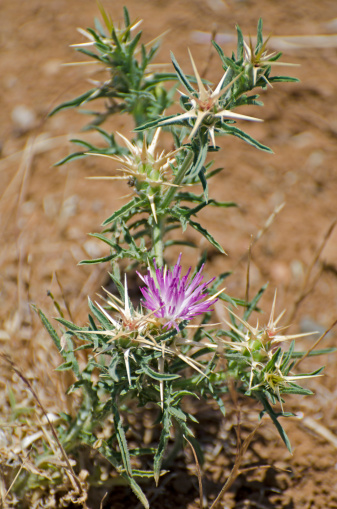 Close up of purple star thistle, Centaurea calcitrapa, an invasive weed. San Luis Obispo, California, USA.
