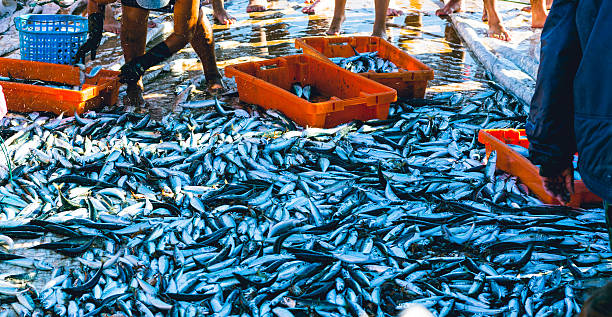 istock Fishermen collect the catch on the beach 507237059