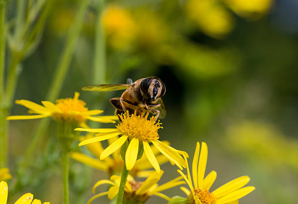 istock macro of bee on yellow flower 507237125