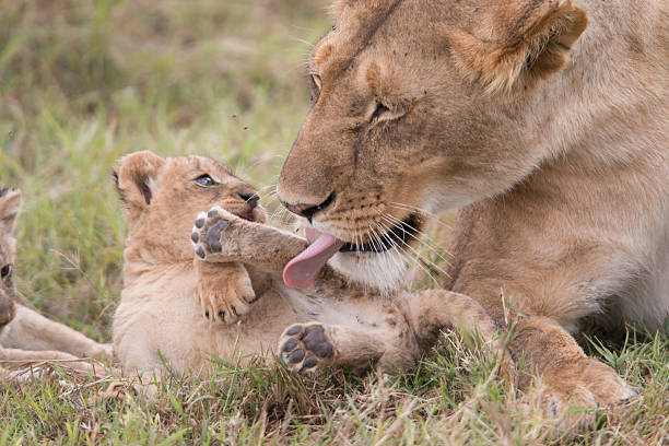 istock Little cubs being groomed by mother lioness 507237171
