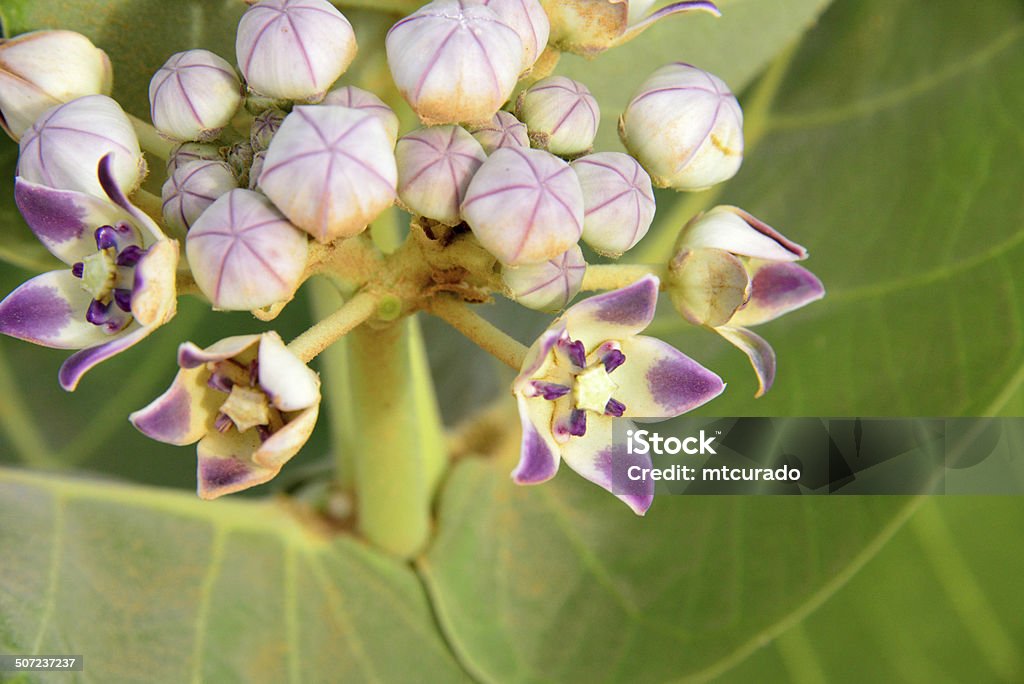 Flower of Calotropis Procera plant, known as 'apple of Sodom' Nouakchott province, Mauritania: close-up of the flowers of the Calotropis procera plant, known as 'apple of Sodom' grows in the sand dunes of the Sahara desert - photo by M.Torres Nature Stock Photo