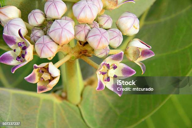 Flower Of Calotropis Procera Plant Known As Apple Of Sodom Stock Photo - Download Image Now
