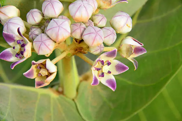 Photo of Flower of Calotropis Procera plant, known as 'apple of Sodom'