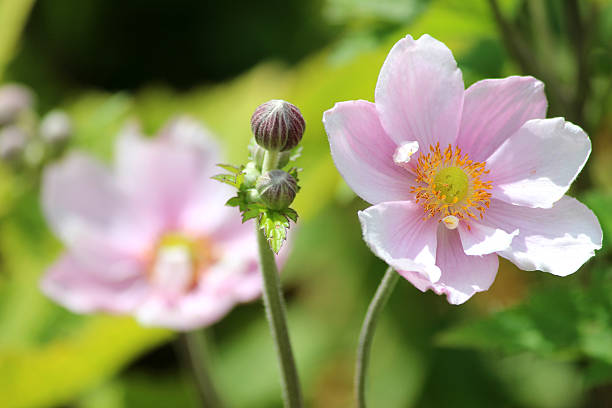 istock Macro image of pink Japanese anemone flower (Anemone hybrida 'Elegans') 507237261