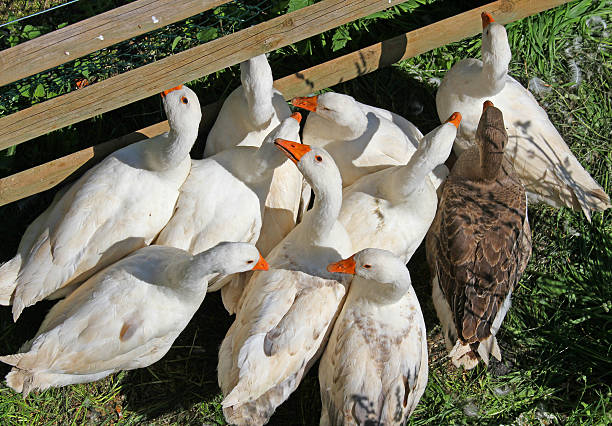 istock geese and ducks with the beak orange 507237869