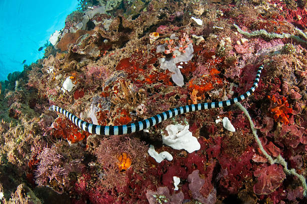 istock Aquatic sea snake is crawling above the various corals. 507238591